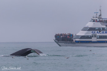 whale2090-9
